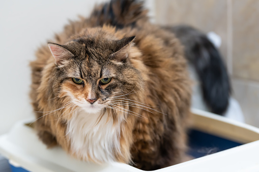 Symptoms of Maine Coons overweight