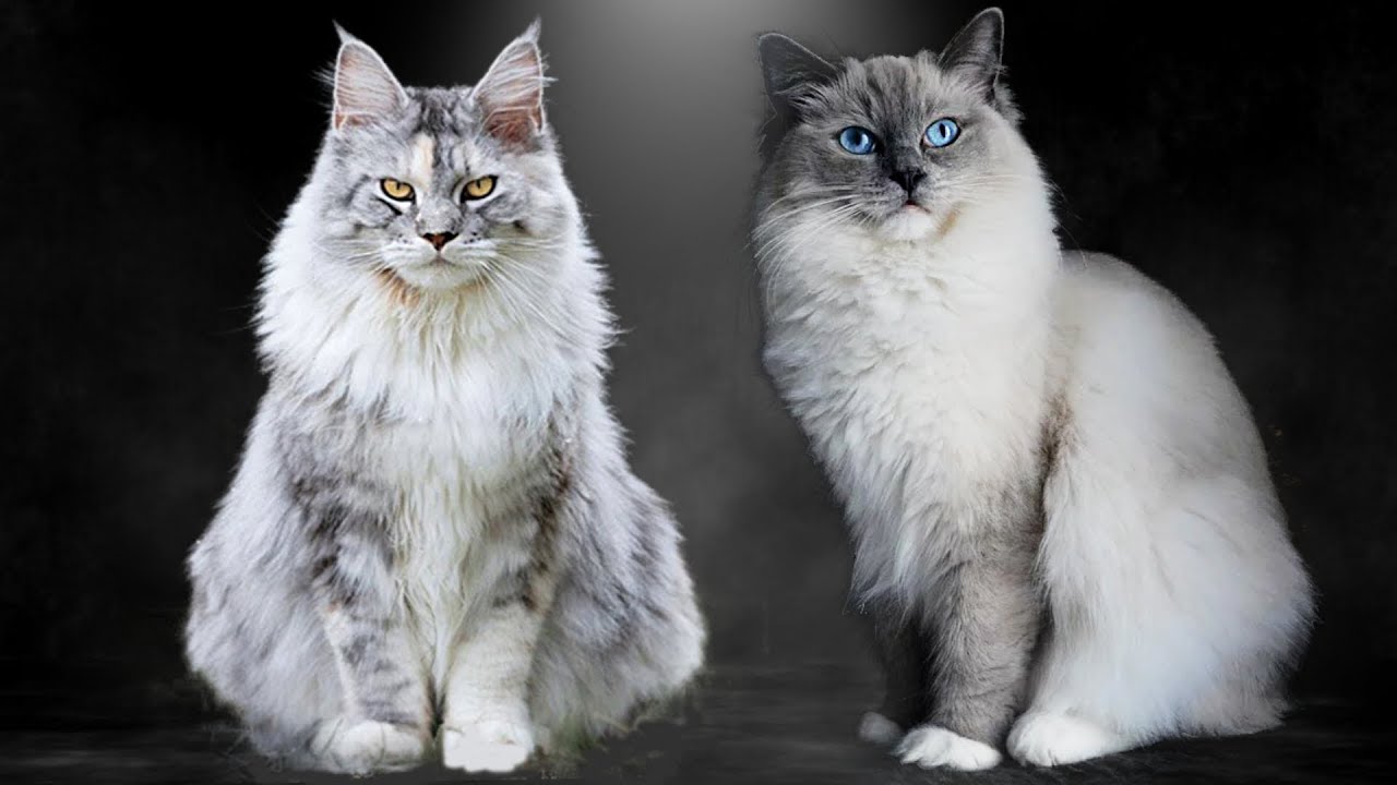 The Differences Between Maine Coon and Ragdoll
