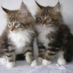 Twin Maine Coon Cats