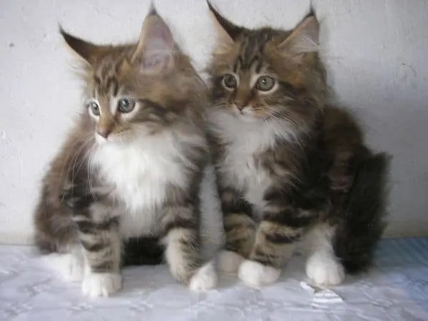 Twin Maine Coon Cats