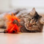 What Do Maine Coons Like to Play With?