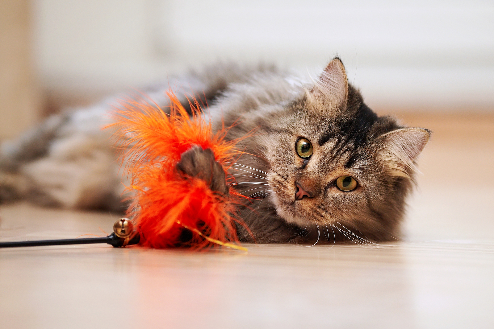 What Do Maine Coons Like to Play With?