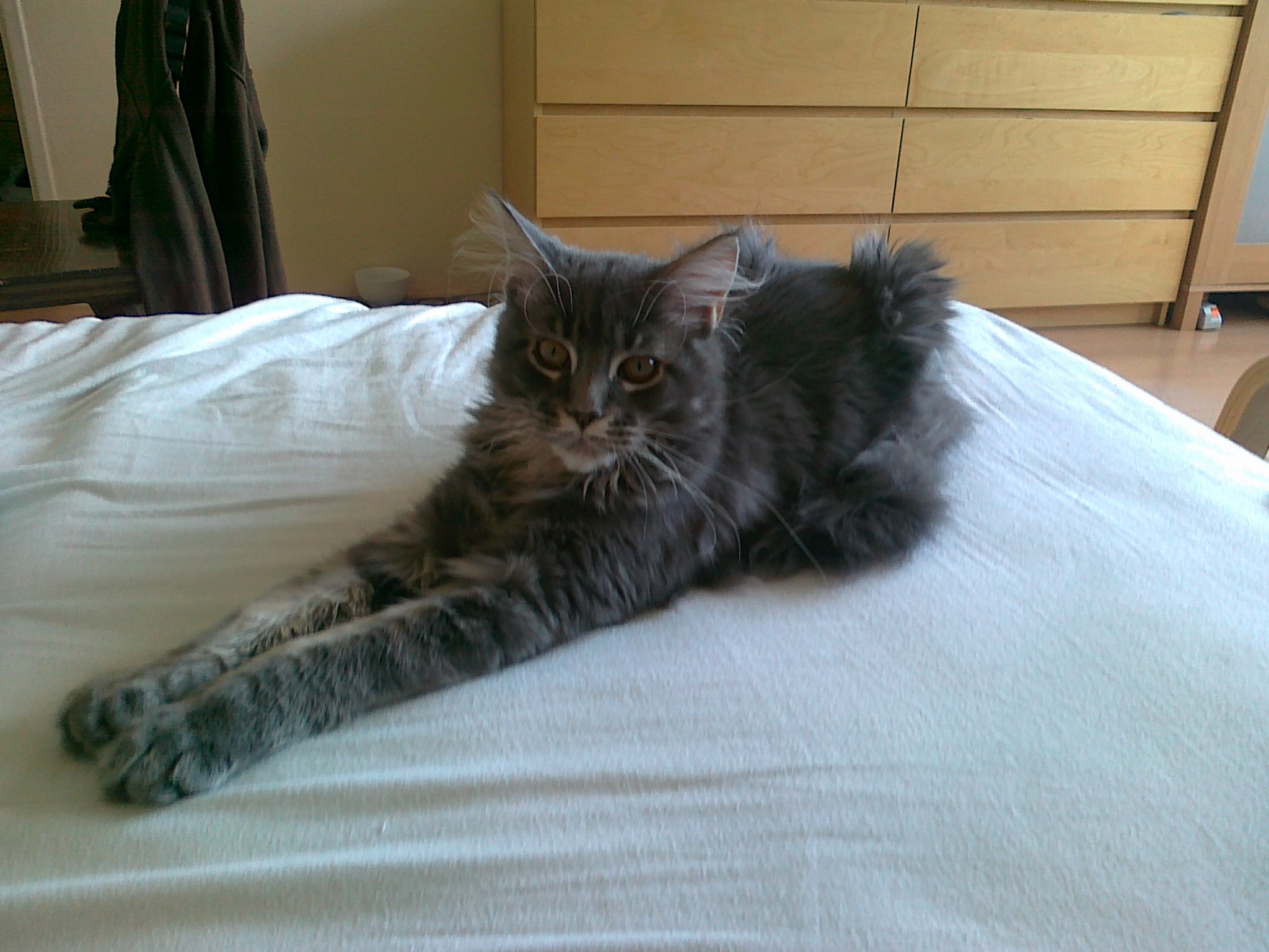 What Is The Average Life Expectancy Of A Maine Coon Cat?