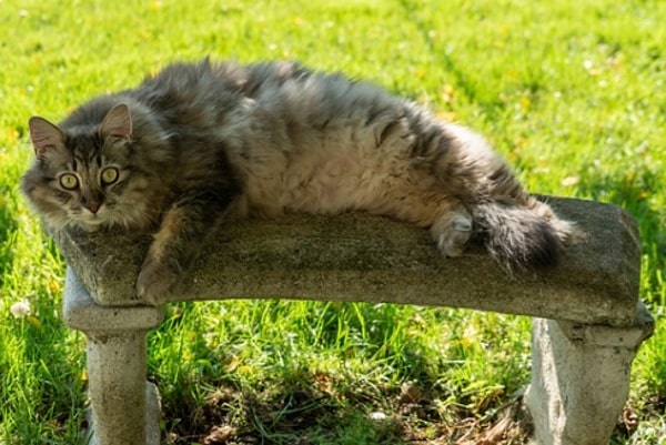 Where Do Maine Coon Cats Live In the Wild?