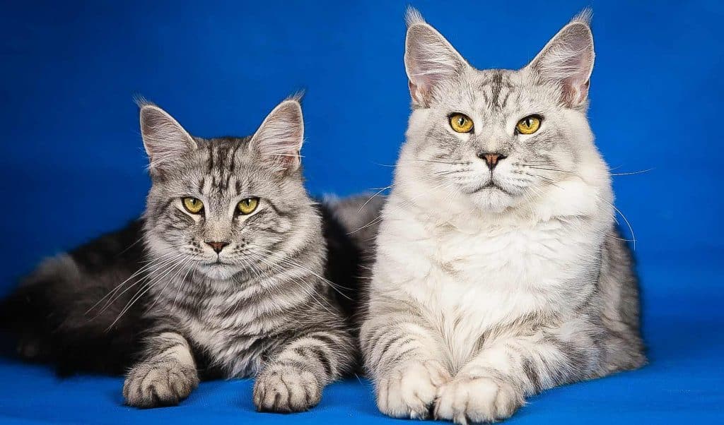 Why Can Maine Coons Be Small?