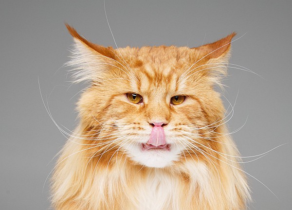 Why Do Maine Coons Have Whiskers?