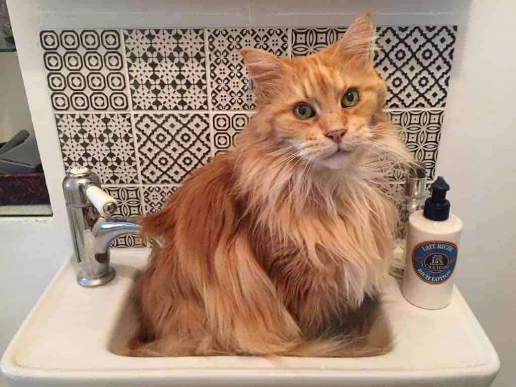 Why Does My Maine Coon Stare At You?