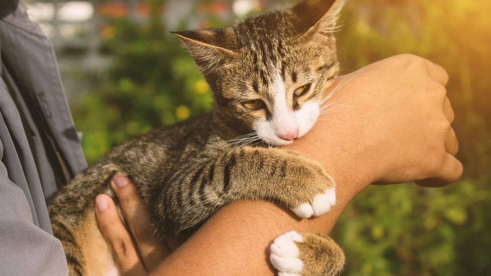 Why Does Your cat Grab You Hand and Bite You?