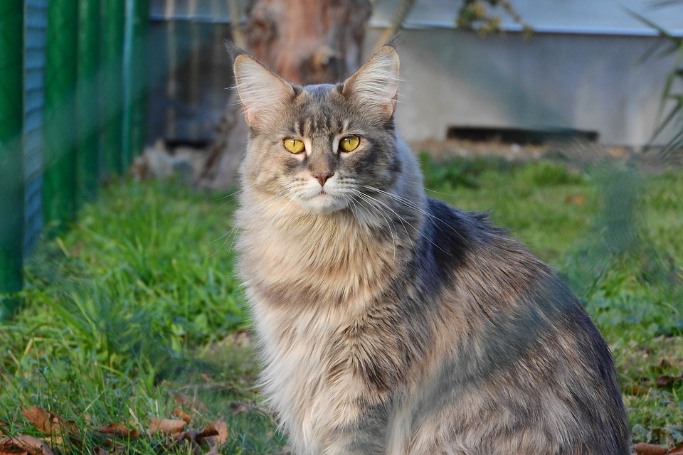 Why are Maine Coon's yellow eyes different shades?