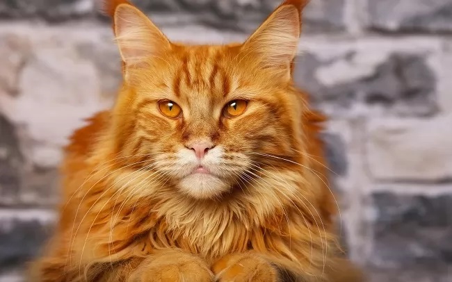 Why are ginger cats so special?