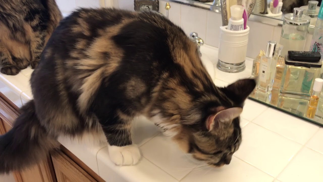 Why do Maine Coon Cats Love Water?