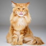 Why do Maine Coons cry?