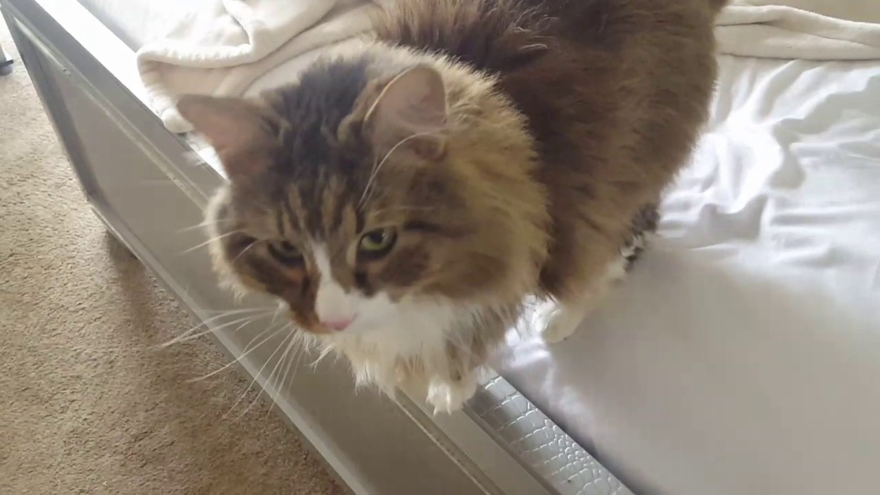 Why does my Maine coon meow so much?