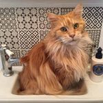 Why does your Maine Coon smell?