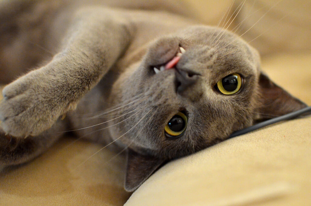 Are Burmese cats hypoallergenic?