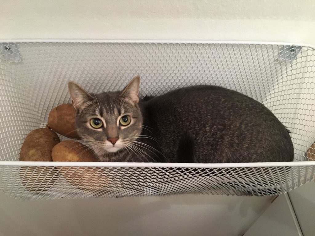 Are Cats Cold or Warm-Blooded?