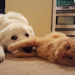 Are Great Pyrenees Good With Cats?