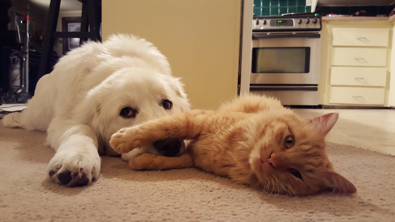 Are Great Pyrenees Good With Cats?