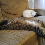 Are Maine Coons Lazy?