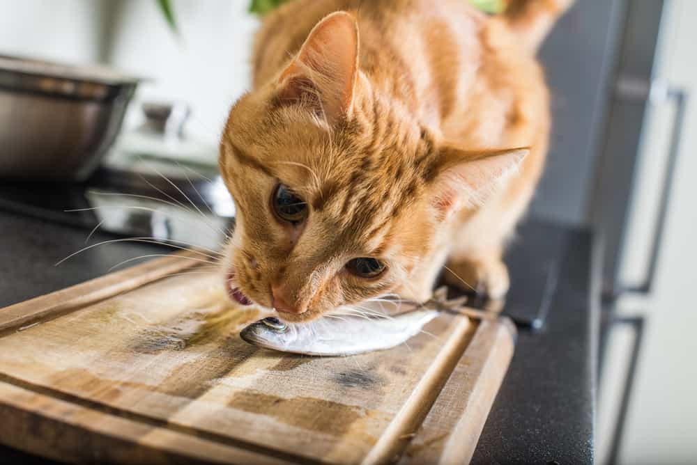 Benefits of Feeding Sardines to Your Cat