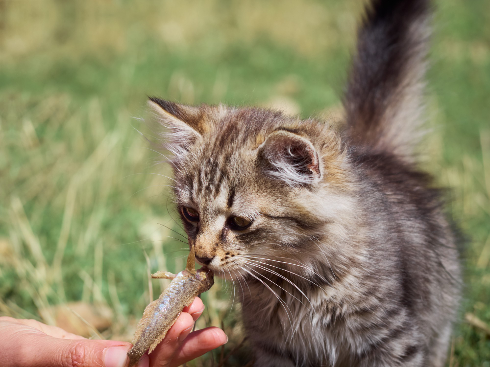 Can Cats Eat Anchovies?