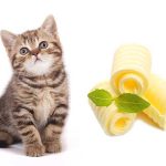 Can Cats Eat Butter?