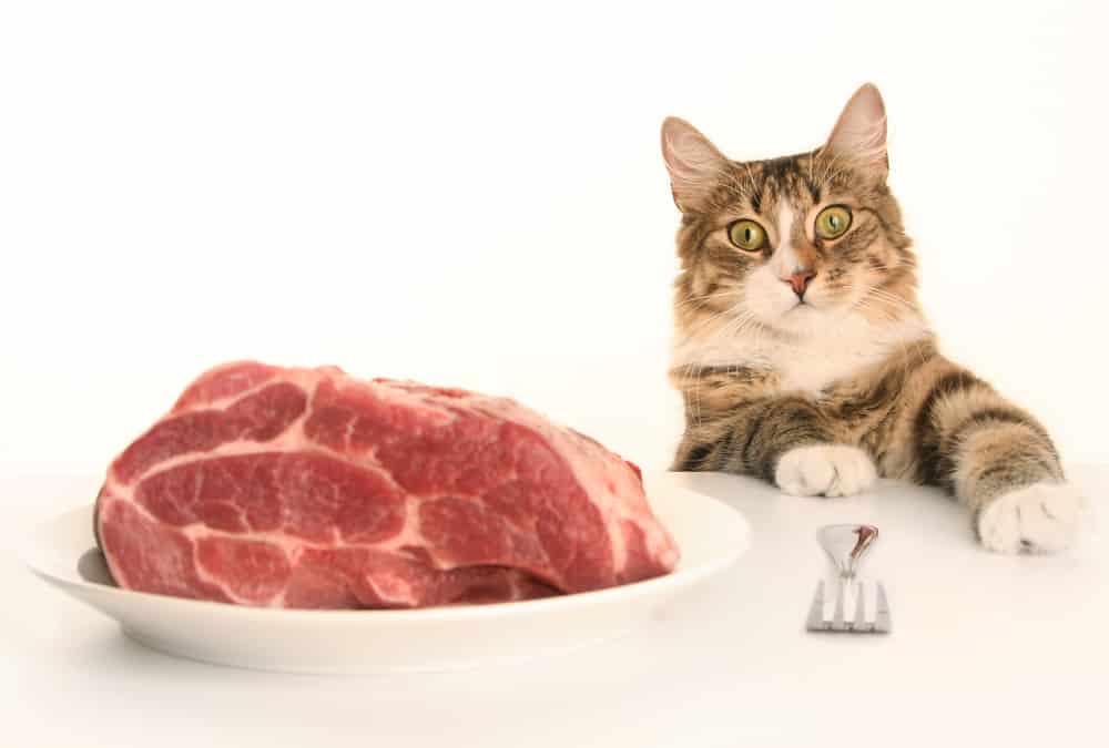 Can Cats Eat Pork Rinds?
