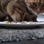 Can Cats Eat Sardines?