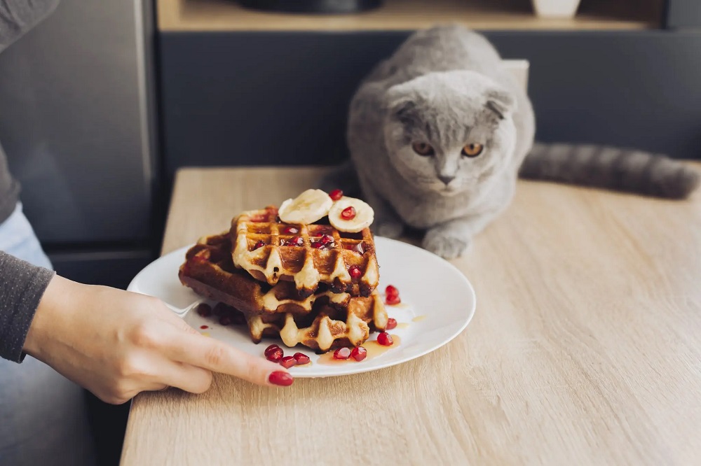 Can Cats Eat Waffles?