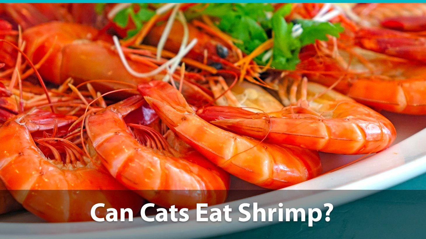 Can cat eat shrimp?