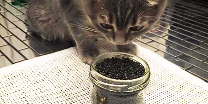 Can cats eat caviar?