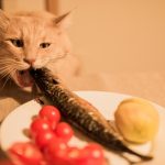 Can cats eat fish sticks?