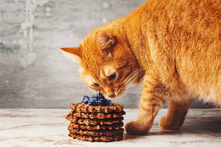 Can cats eat potato waffles?