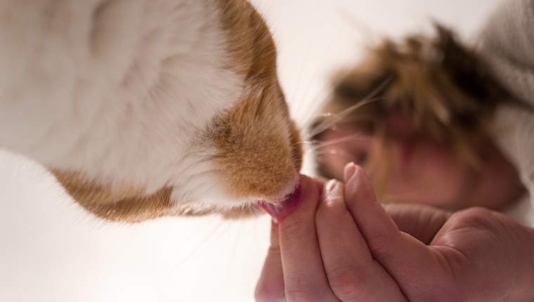 Can cats eat saltine crackers?
