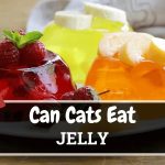 Cats and Jelly Can Cats Eat Jello?