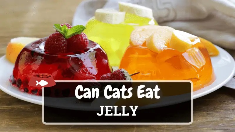 Cats and Jelly Can Cats Eat Jello?