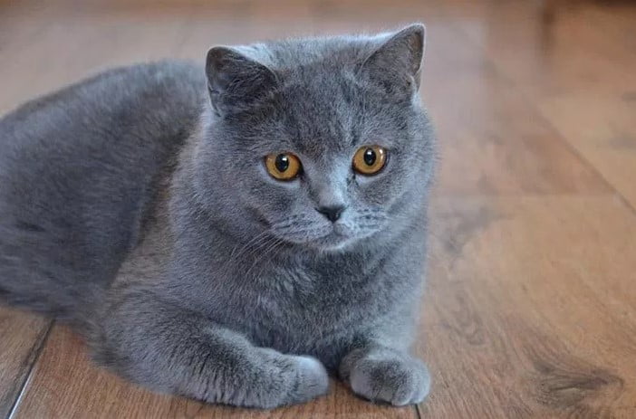 Do British Shorthair Cats Shed?