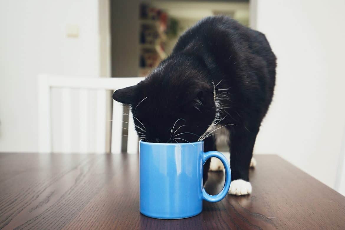 Do Cats Like Oat Milk?