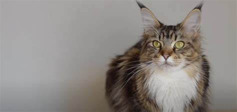 Do Maine Coons protect their owners?