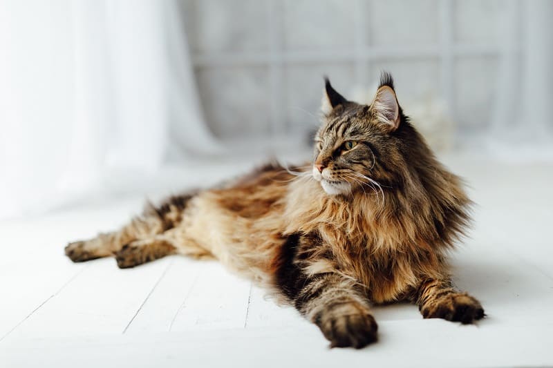 How big is a full-grown Maine Coon?