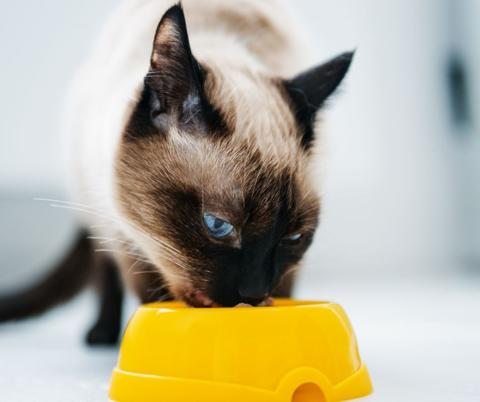 How long does it take a cat to digest food?
