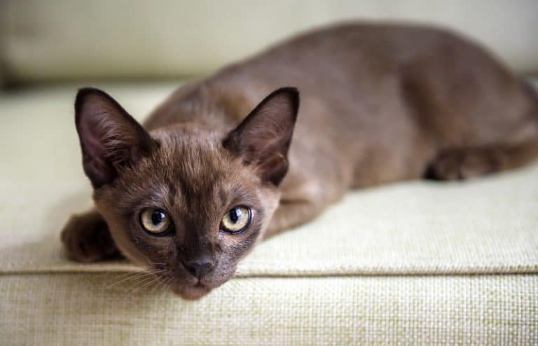 How to Reduce Allergies With A Burmese Cat In Your House