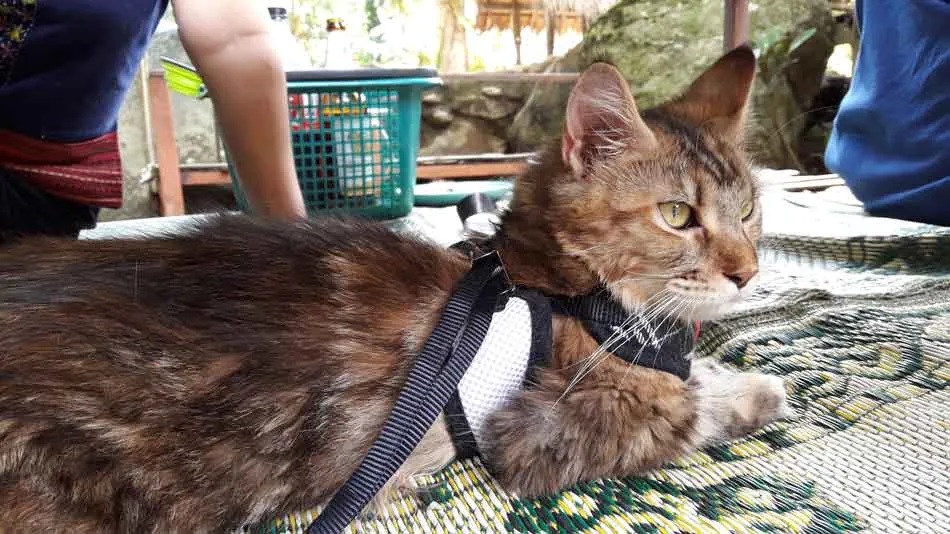 How to Train Your Cat to Walk with a Harness