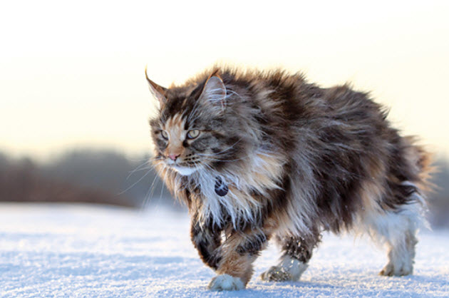 How to Train Your Maine Coon Cat Not to Be Territorial