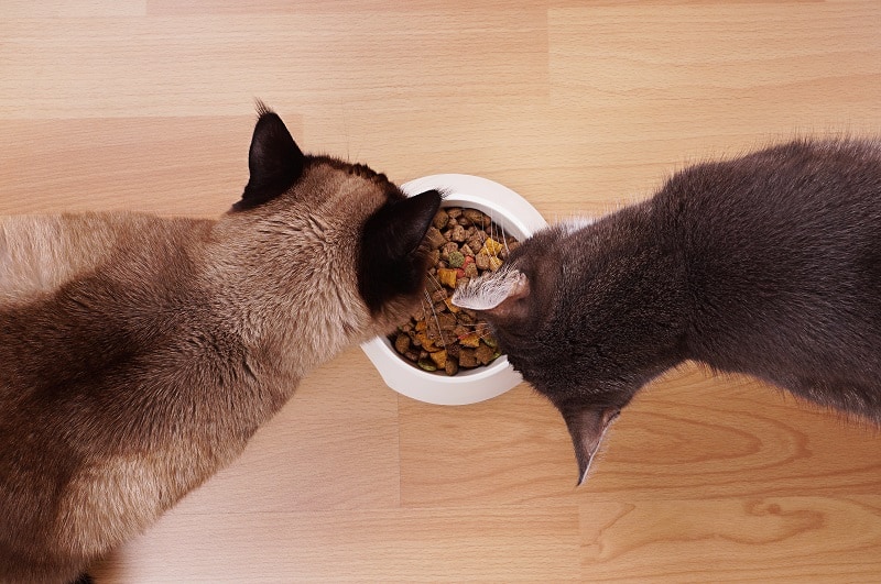 How to tell if Cats have digestive problems?