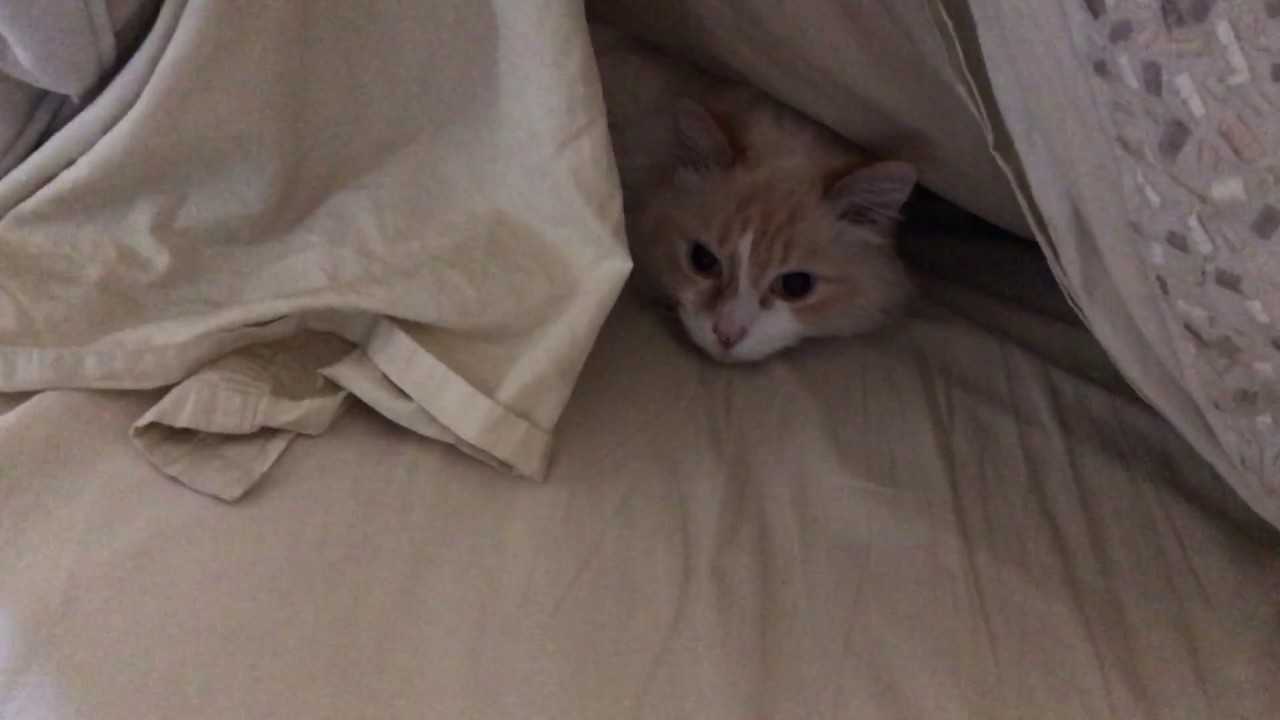 Is It Good for Your Cat to Sleep Under the Covers?