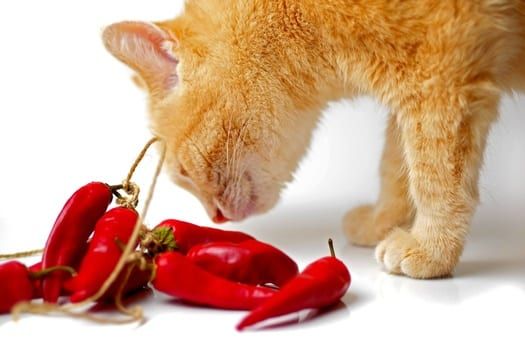 Is it Safe to Give Cats Foods With Spices?