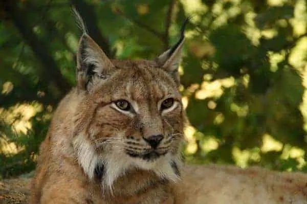 Lynx Picture