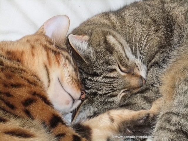 Personalities Maine Coons VS Bengals