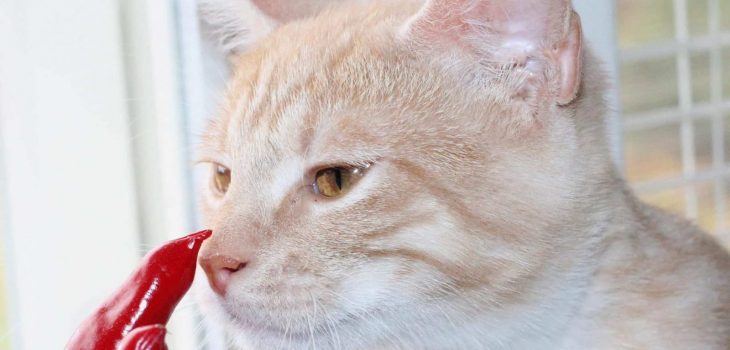 What Happens If Your Cat Eats and Tastes Spicy Food?